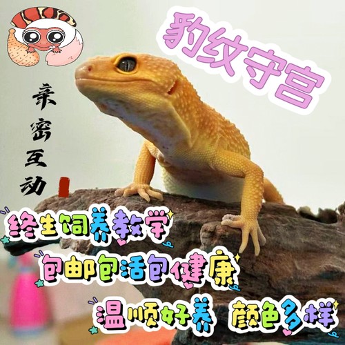 豹纹守宫活体爬宠蜥蜴幼体温顺无毒异宠好养新手入门网红懒人宠物