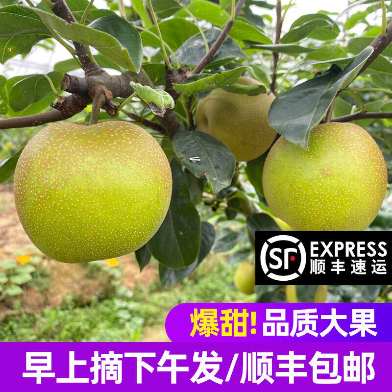 重庆梁平正宗翠冠梨新鲜梨子10斤现摘青皮当季水果包邮到家