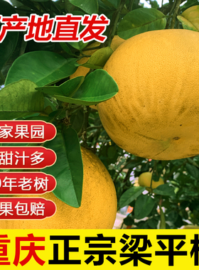 重庆特产正宗梁平柚100年老树龙滩柚现摘现发药柚