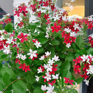 使君子水君子 浓香花卉盆栽四季植物庭院阳台花卉开花