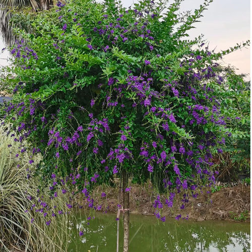 盆友园艺开花植物金露花