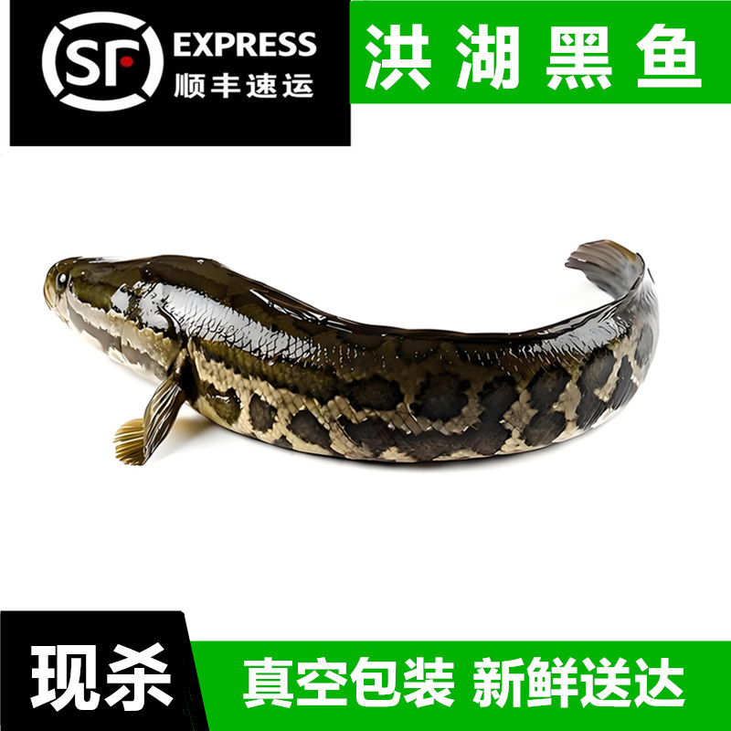 野捕黑鱼活鱼蛇鱼鲜活生鱼财鱼乌淡水鱼类