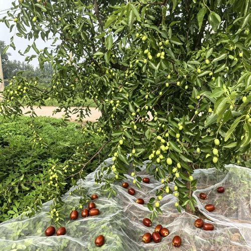 果子青梅采花椒麻椒橄榄山楂核桃敲八角桂花果树包树根落地接果网