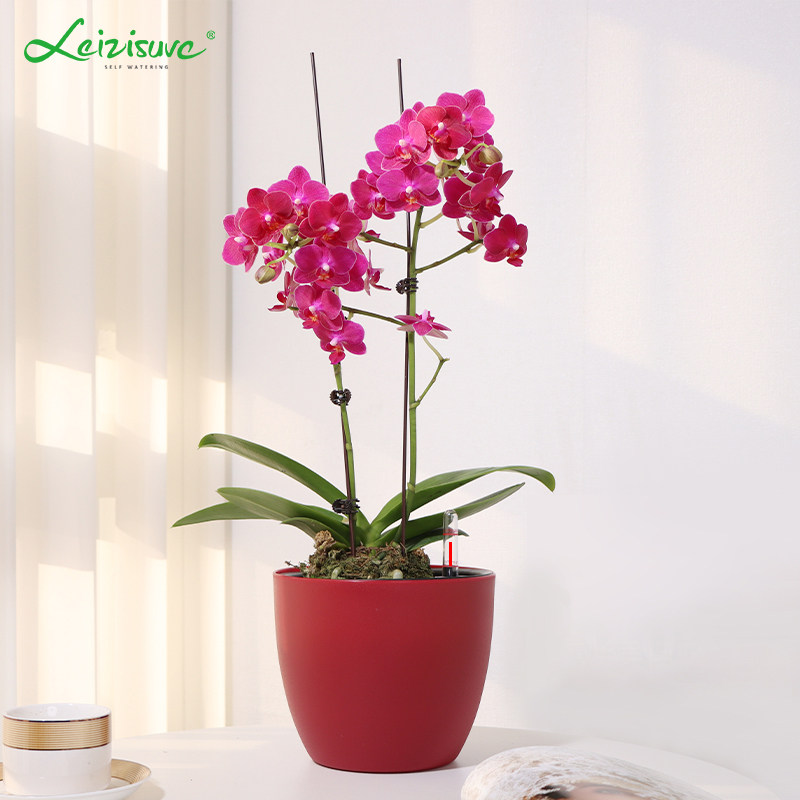 圆形花盆塑料懒人自动吸水盆桌面家用养花水培装饰兰花绿植大中号