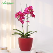 圆形花盆塑料懒人自动吸水盆桌面家用养花水培装 饰兰花绿植大中号