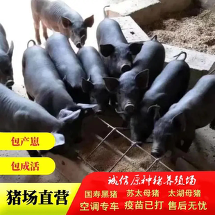 纯种国寿黑母猪发情太湖母猪大白母猪二元母猪苏太母猪杜洛克公猪