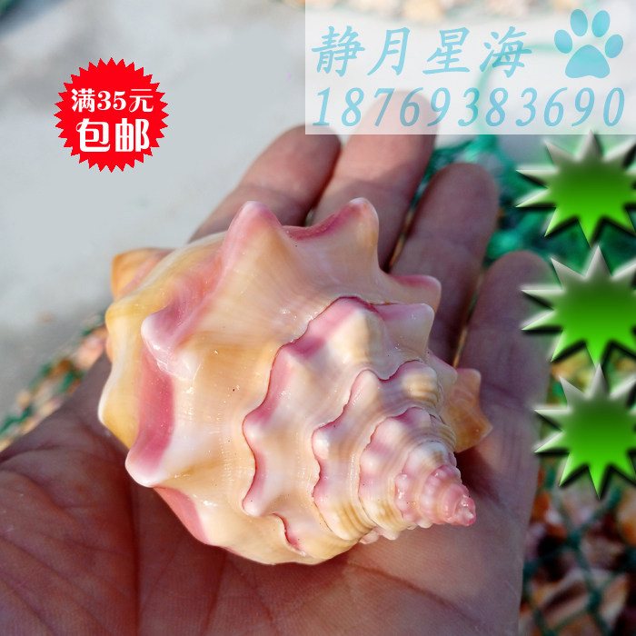 天然海螺贝壳胭脂螺海洋特色礼物鱼缸造景寄居蟹壳家居装饰摆件