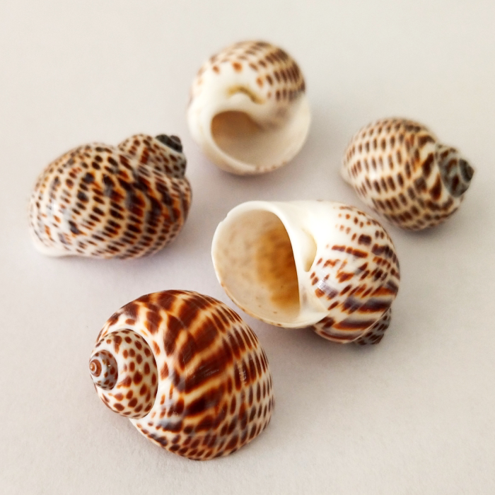 天然海螺贝壳鸟蛋螺小豆丁卷贝鱼寄居蟹换壳专用鱼缸造景装饰摆件
