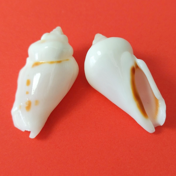 天然海螺贝壳驼背凤凰螺稀有标本收藏螺鱼缸造景家居装饰摆件