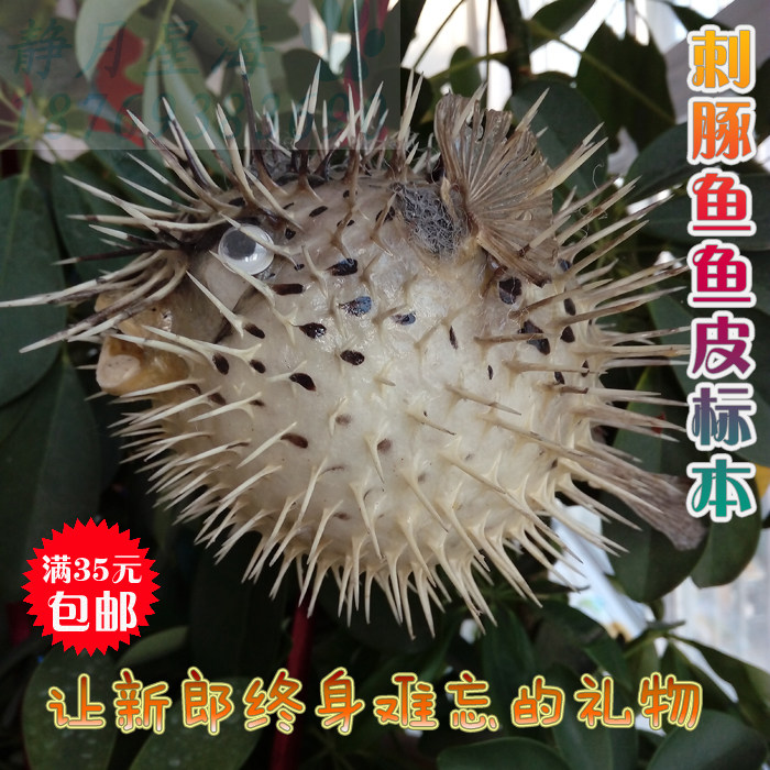 天然刺豚标本创意结婚礼物地中海风情家居挂件教学道具海洋饰品