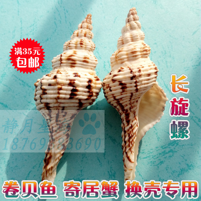 天然海螺贝壳花斑长旋