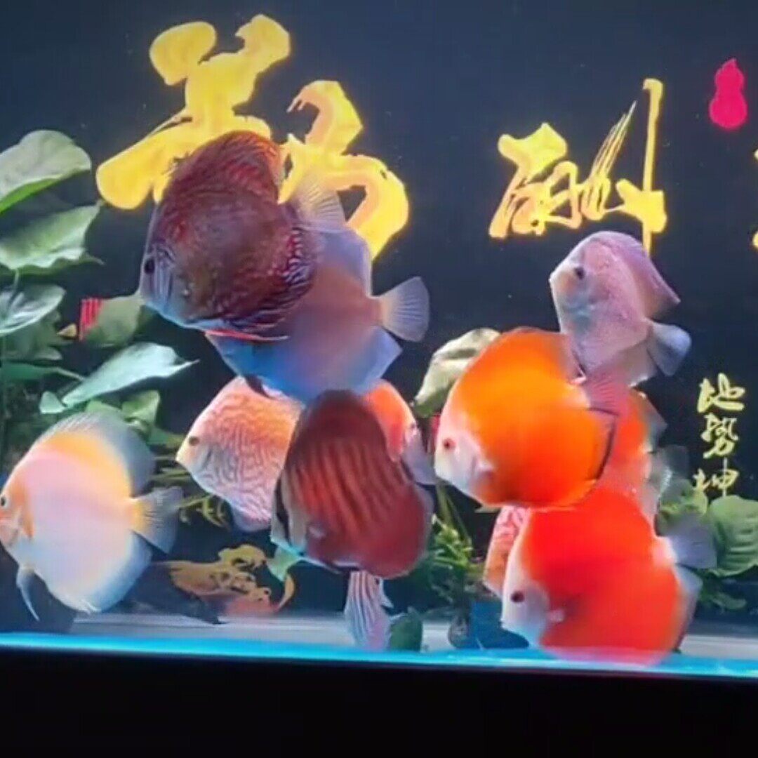 精品七彩神仙鱼热带淡水宠物活体观赏鱼鱼苗红妃豹点渔场满额包邮