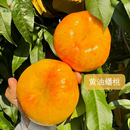 产地新鲜现摘现发顺丰 慕白开心果 露天黄油桃香甜爆汁应季 水果