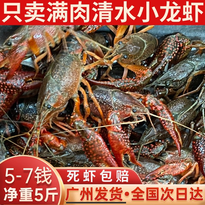 小龙虾鲜活水产5斤567钱潜江清水活虾稻田淡水虾特大龙虾自养自销