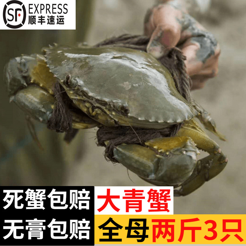 南沙青蟹鲜活全母特大超大红膏母蟹海鲜黄油螃蟹红鲟2斤发3只