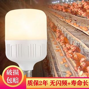 led节能暖光灯泡养殖场蛋鸡专用照明黄光护眼球泡E27螺旋口3500K