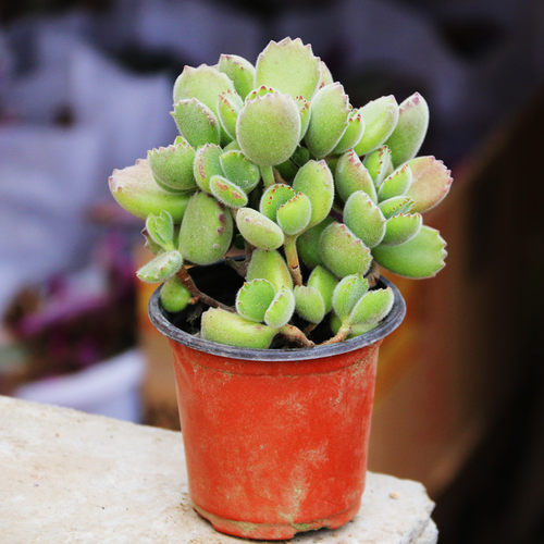 多肉植物熊掌多少钱 多肉植物熊掌价格 小麦优选