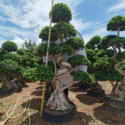 榕树盆景精品造型小叶榕金钱榕别墅庭院室内外大型绿植四季常青