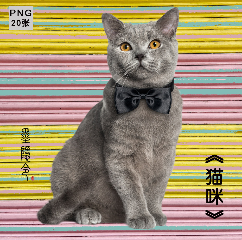 p63小动物宠物猫咪猫猫摄影艺术照片png免抠高清图片设计素材