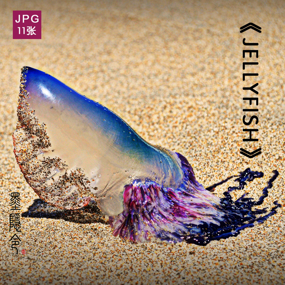 p37海洋动物艺术摄影照片水母装饰海报图片设计素材可喷绘打印