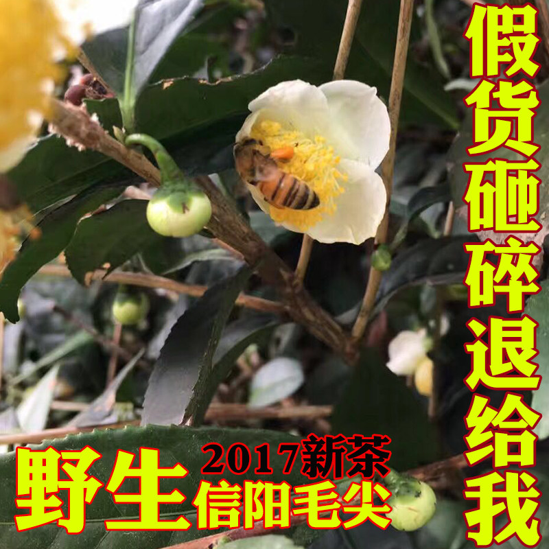 信阳毛尖2026年新茶 600米野山茶
