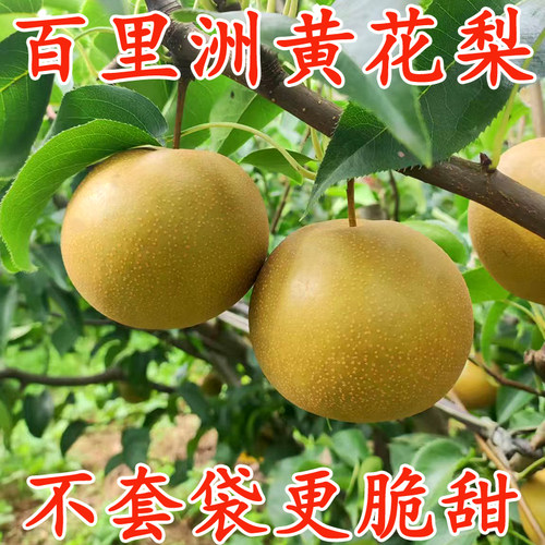 百里洲砂梨翠冠梨青皮梨子黄花梨