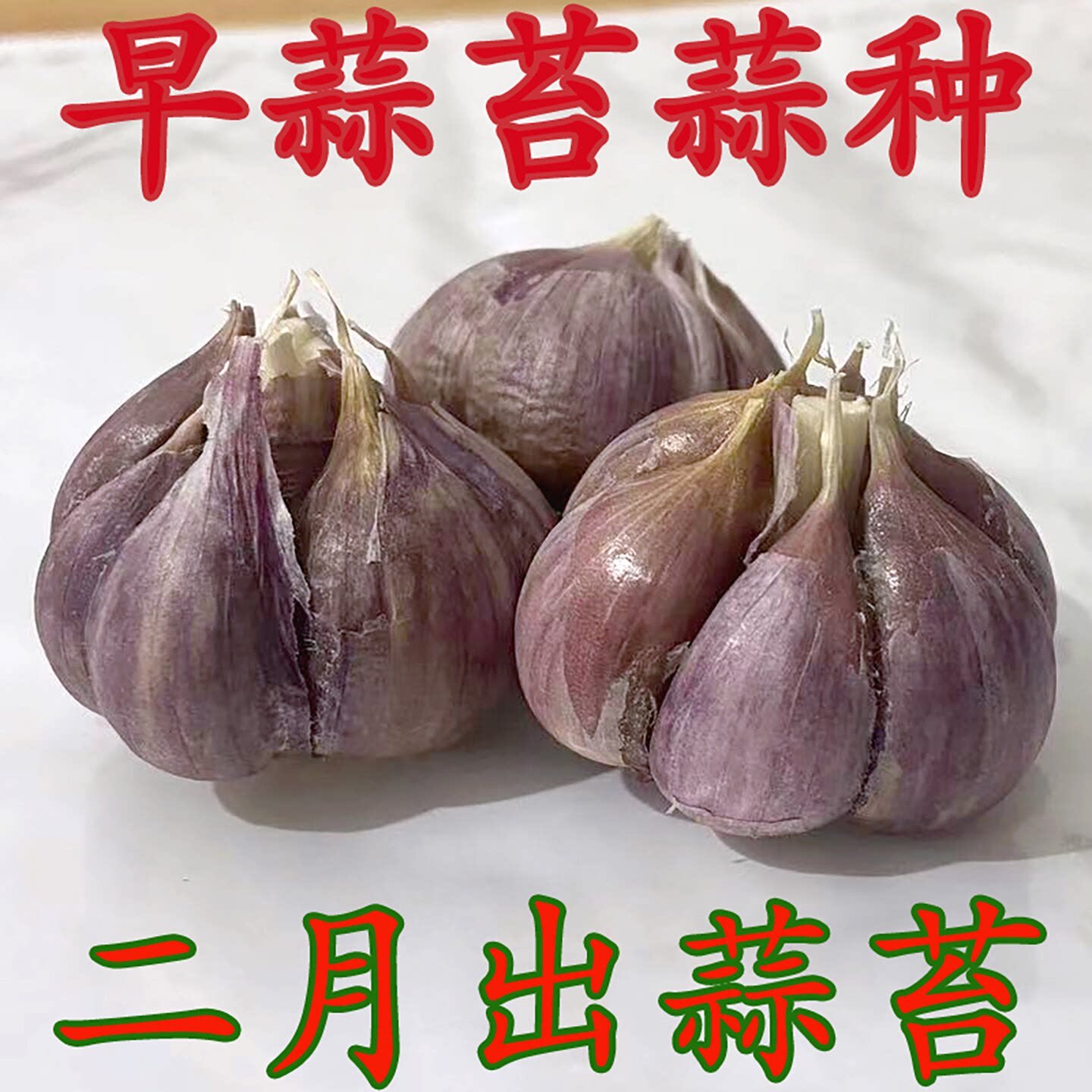 出蒜苔的大蒜种子老品种蒜苗种籽