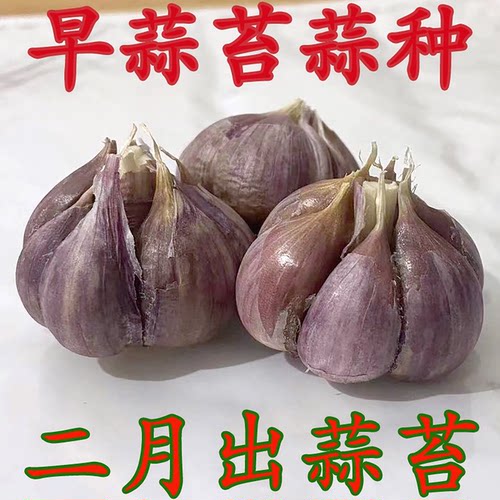 出蒜苔的大蒜种子老品种蒜苗种籽