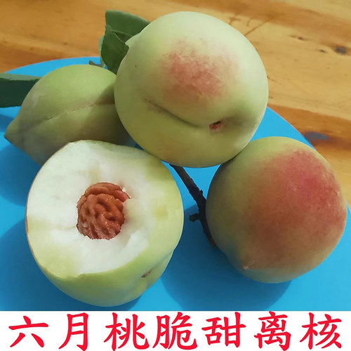 老品种白花桃新鲜水果六月桃白桃