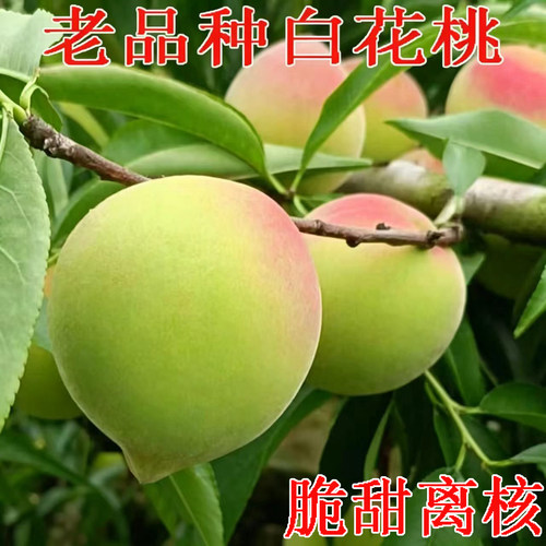 老品种白花桃六月桃新鲜水果桃子