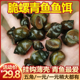 新鲜脆螺黑鲩螺蛳青挂钩薄壳小号田螺钓鱼脆螺青鱼鱼饵螺包活包邮