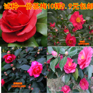 室外花开不断茶梅小苗 红花茶花茶梅 茶梅球 带自土发货