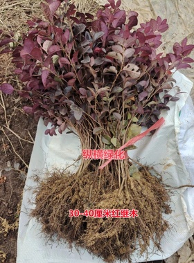 绿篱色块小苗红花继木苗 红桎木 红花继木球 庭院绿化行道工程苗