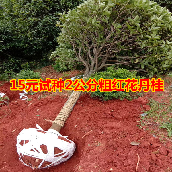 名贵精品高杆浓香金桂树苗血红丹桂状元红征地桂花树四季常青庭院