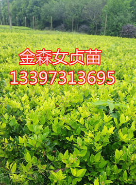 金叶女贞金森女贞树苗 庭院女贞苗色块女贞苗绿化带别墅 彩叶苗木