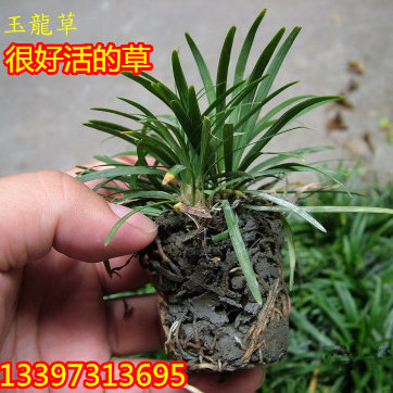 日本矮麦冬四季常青易成活玉龙草