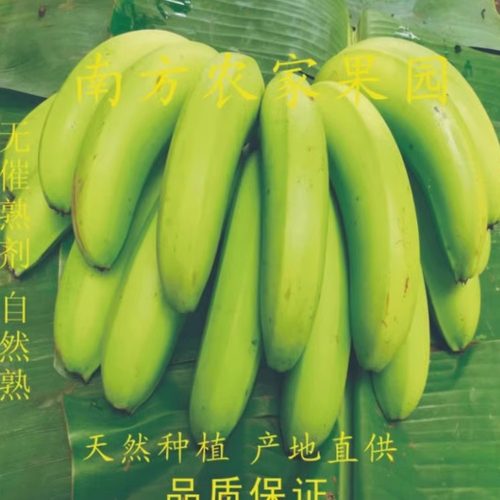 新鲜天天特价banana现采包邮香蕉