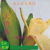 广西大芭蕉 包邮 牛蕉新鲜banana香蕉 新鲜水果现采现发新鲜