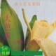 广西大芭蕉 包邮 牛蕉新鲜banana香蕉 新鲜水果现采现发新鲜