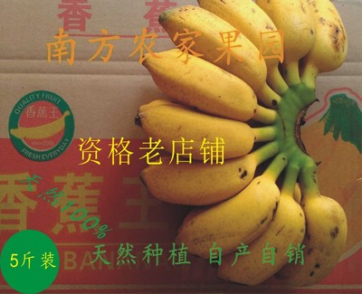 新鲜天天特价现砍包邮广西小米蕉