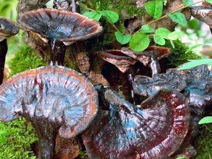 野生灵芝多少钱一斤？灵芝切片100%纯正深山野生灵芝新鲜灵芝包邮