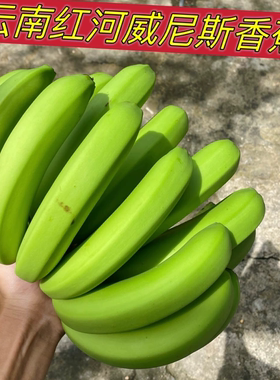 云南威尼斯自然熟香蕉现摘无药水