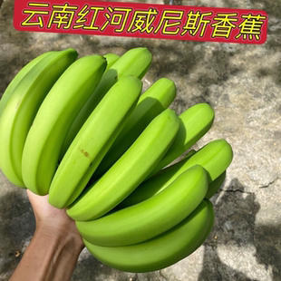 云南红河自家栽种威尼斯香蕉新鲜水果产地直发新鲜采摘现摘现发