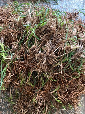 优质黄花菜种苗种植苗*食用金针菜根苗四季可种易种根粗高产包活