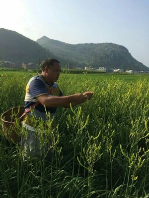 早期四月花优质黄花菜种苗种植苗食用金针菜根苗四季可种易种