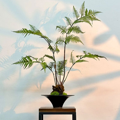 朗怡盆景手工定制直销