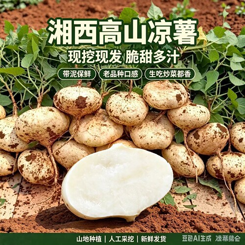 正宗湖南湘西凉薯农家新鲜现挖脆甜可口皮薄多汁