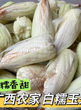 广西本地农家自种白糯玉米新鲜白糯玉米甜玉米棒带壳现摘现发