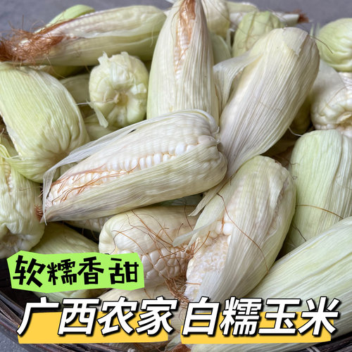 广西本地农家自种白糯玉米新鲜白糯玉米甜玉米棒带壳现摘现发