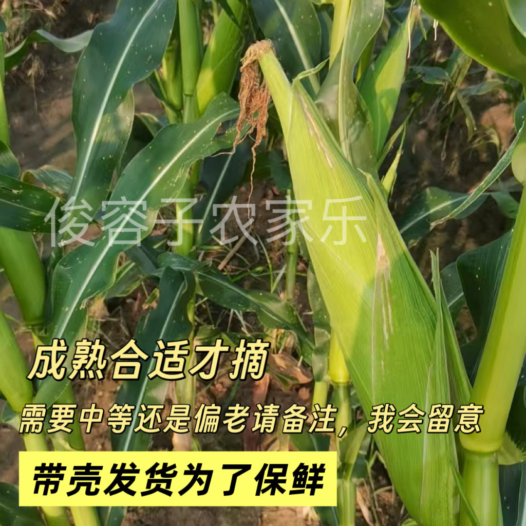 广西农家自种白糯玉米新鲜小糯玉米带壳现摘现发糯香糯甜白糯玉米